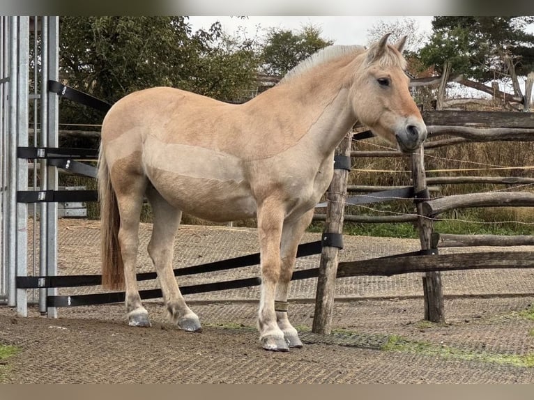 Fjord Horses Mare 13 years 14.2 hh Dun in Dautphetal