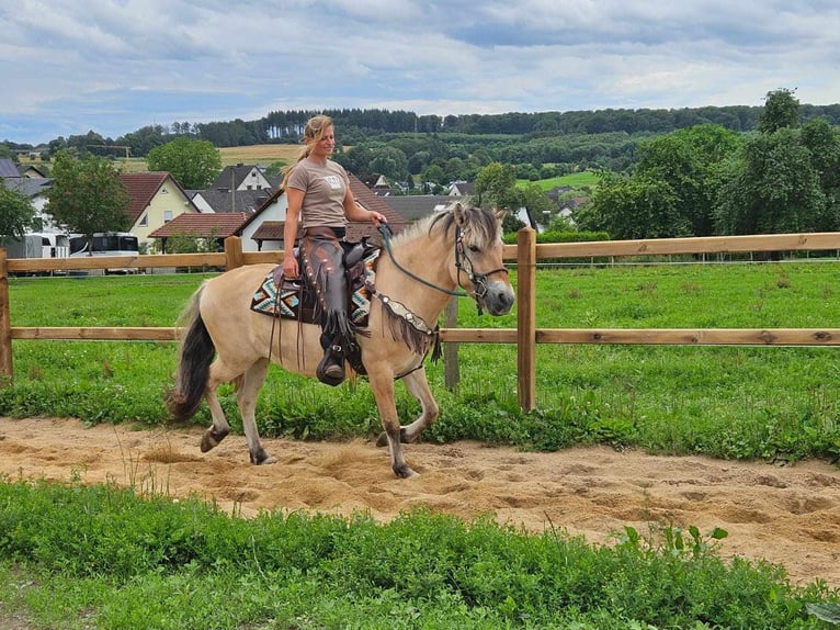 Fjord Horses Mare 13 years 14,2 hh Dun in Linkenbach