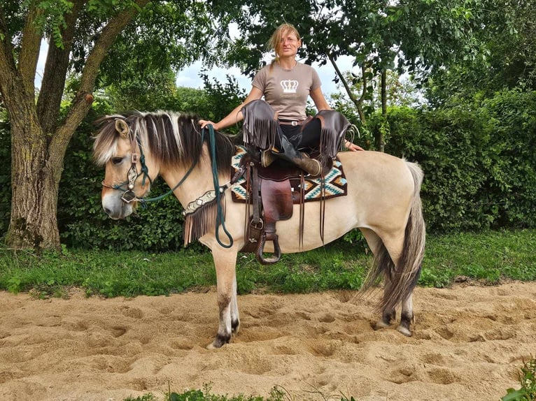 Fjord Horses Mare 13 years 14,2 hh Dun in Linkenbach