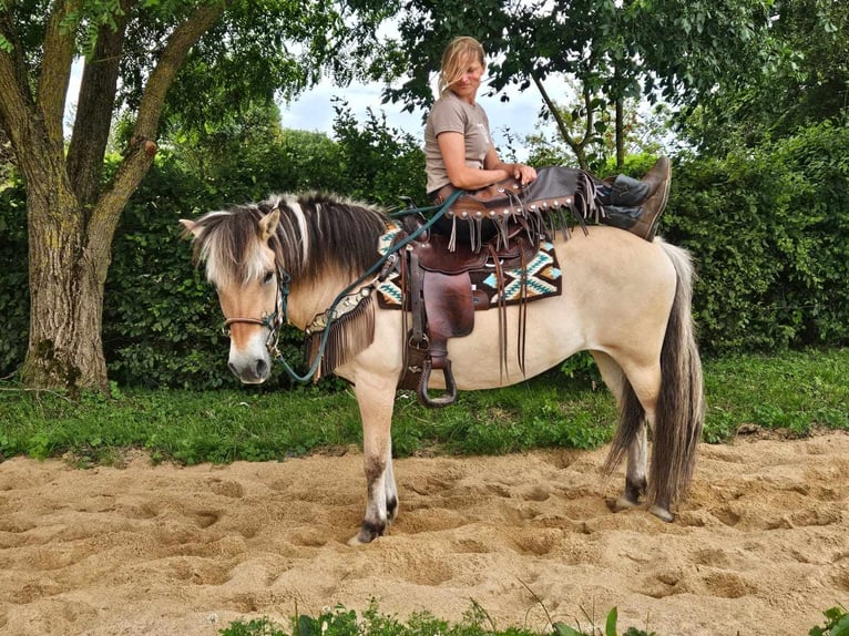 Fjord Horses Mare 13 years 14,2 hh Dun in Linkenbach