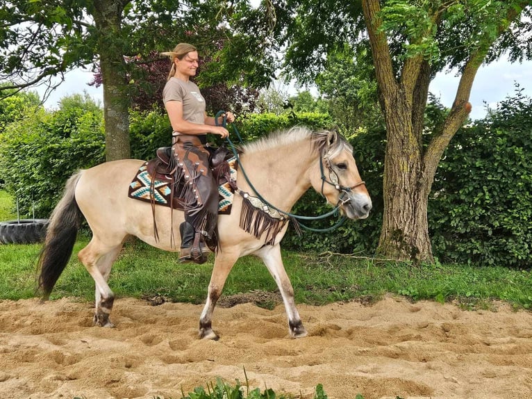 Fjord Horses Mare 13 years 14,2 hh Dun in Linkenbach