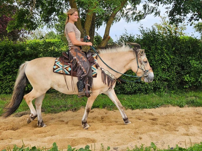 Fjord Horses Mare 13 years 14,2 hh Dun in Linkenbach