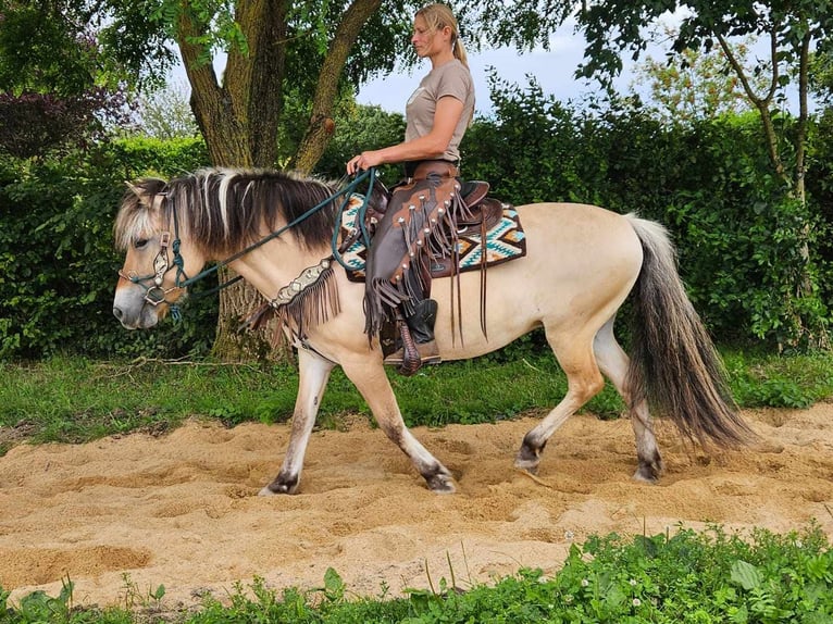 Fjord Horses Mare 13 years 14,2 hh Dun in Linkenbach