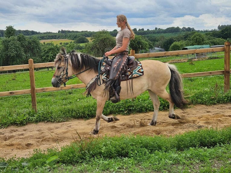 Fjord Horses Mare 13 years 14,2 hh Dun in Linkenbach