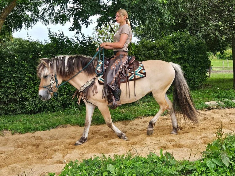 Fjord Horses Mare 13 years 14,2 hh Dun in Linkenbach