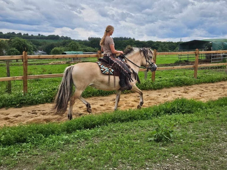 Fjord Horses Mare 13 years 14,2 hh Dun in Linkenbach