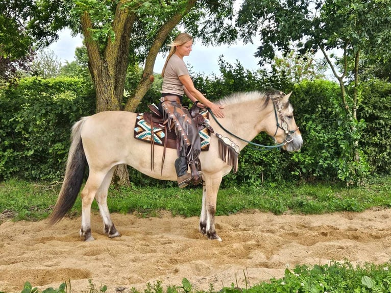 Fjord Horses Mare 13 years 14,2 hh Dun in Linkenbach