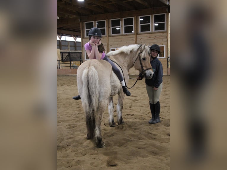 Fjord Horses Mare 13 years 14 hh Buckskin in Howell MI
