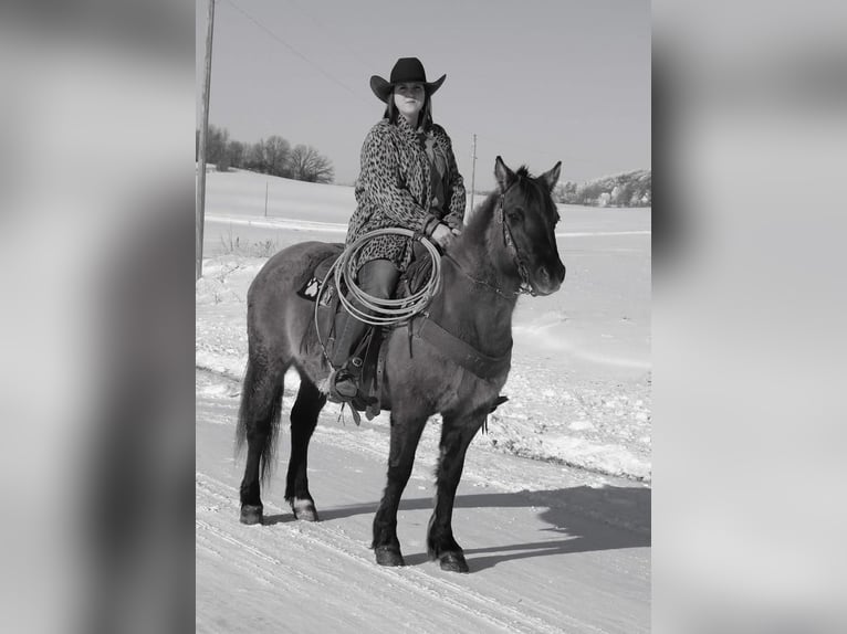 Fjord Horses Mix Mare 13 years 14 hh Grullo in Fergus Falls, MN