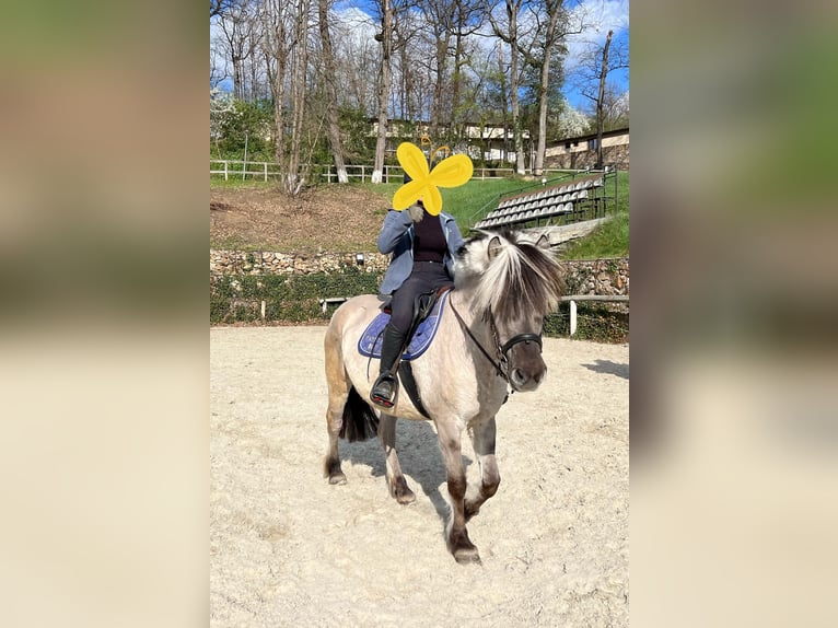 Fjord Horses Mare 13 years 14,1 hh Gray in Dumbrăviţa