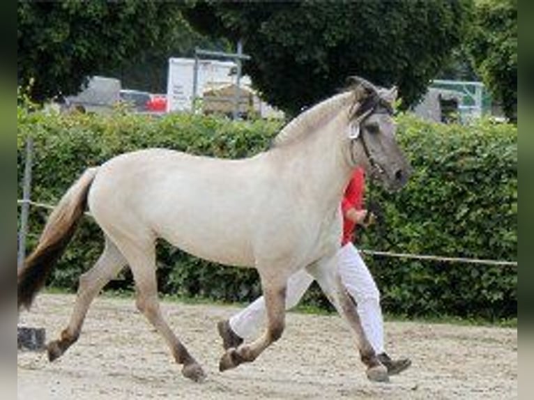 Fjord Horses Mare 13 years 14,1 hh Gray in Dumbrăviţa