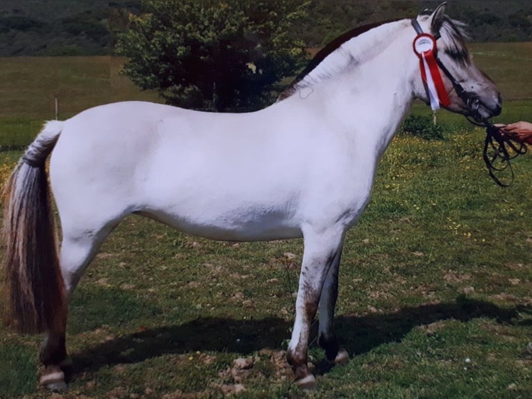 Fjord Horses Mare 13 years 14,1 hh Gray in Dumbrăviţa