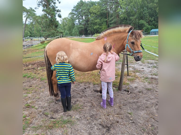 Fjord Horses Mare 14 years 13 hh Dun in Celle