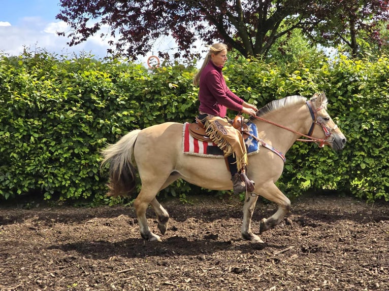 Fjord Horses Mare 14 years 14,2 hh Dun in Linkenbach