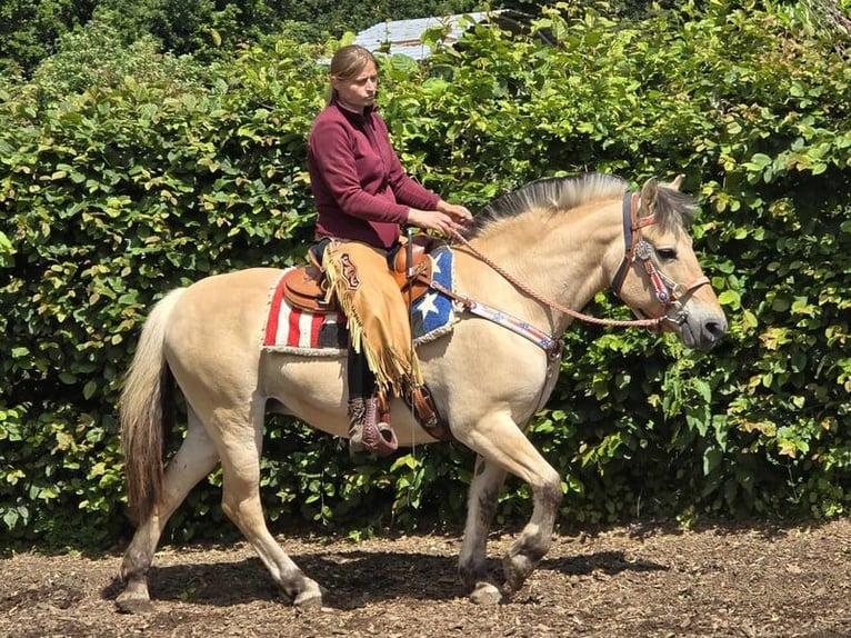 Fjord Horses Mare 14 years 14,2 hh Dun in Linkenbach