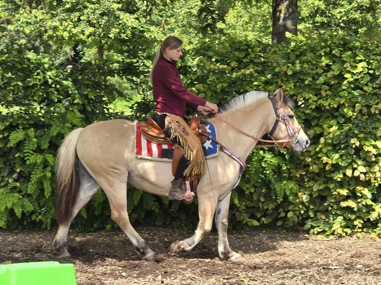 Fjord Horses Mare 14 years 14,2 hh Dun in Linkenbach