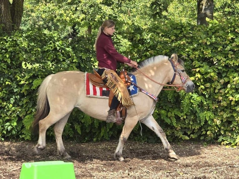 Fjord Horses Mare 14 years 14,2 hh Dun in Linkenbach