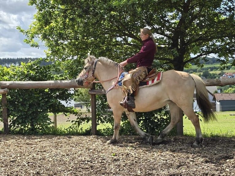 Fjord Horses Mare 14 years 14,2 hh Dun in Linkenbach