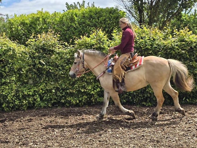 Fjord Horses Mare 14 years 14,2 hh Dun in Linkenbach