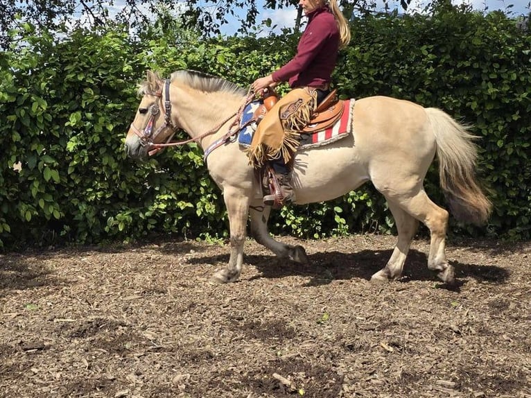 Fjord Horses Mare 14 years 14,2 hh Dun in Linkenbach