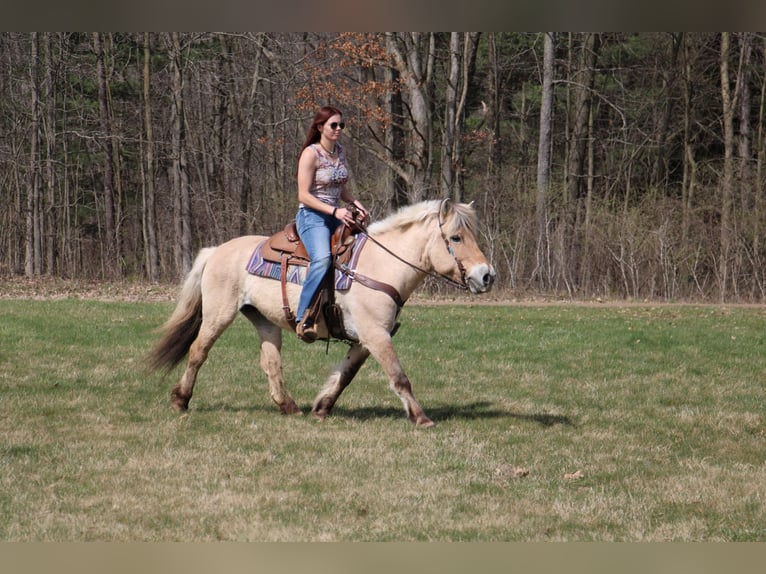 Fjord Horses Mare 14 years 14 hh Buckskin in Howell MI