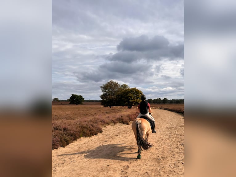 Fjord Horses Mix Mare 14 years 14 hh in Rijswijk