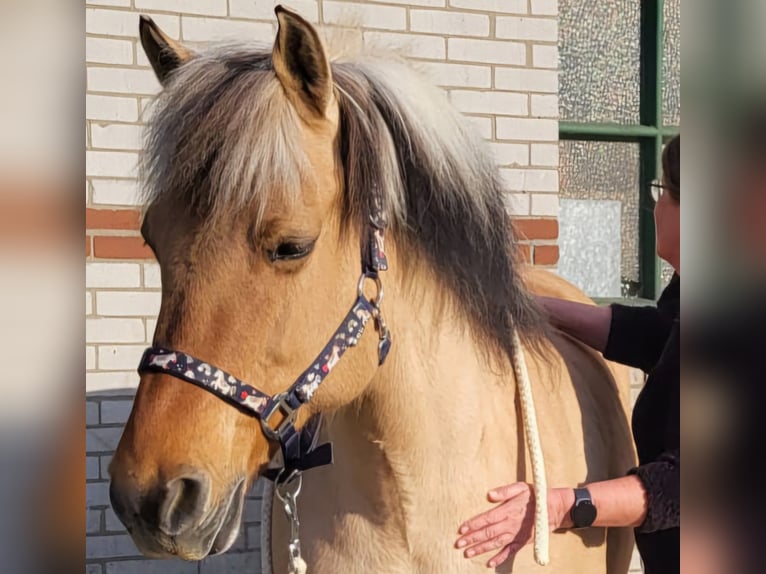 Fjord Horses Mix Mare 14 years 14 hh in Rijswijk