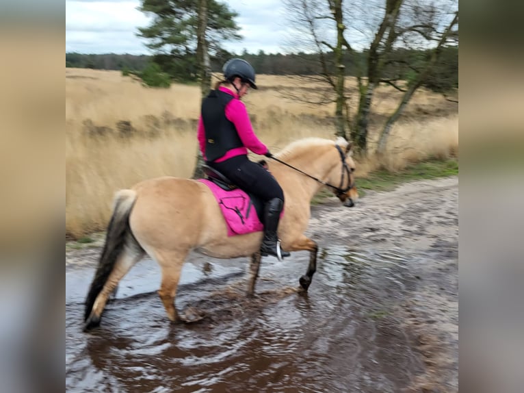 Fjord Horses Mix Mare 14 years 14 hh in Rijswijk
