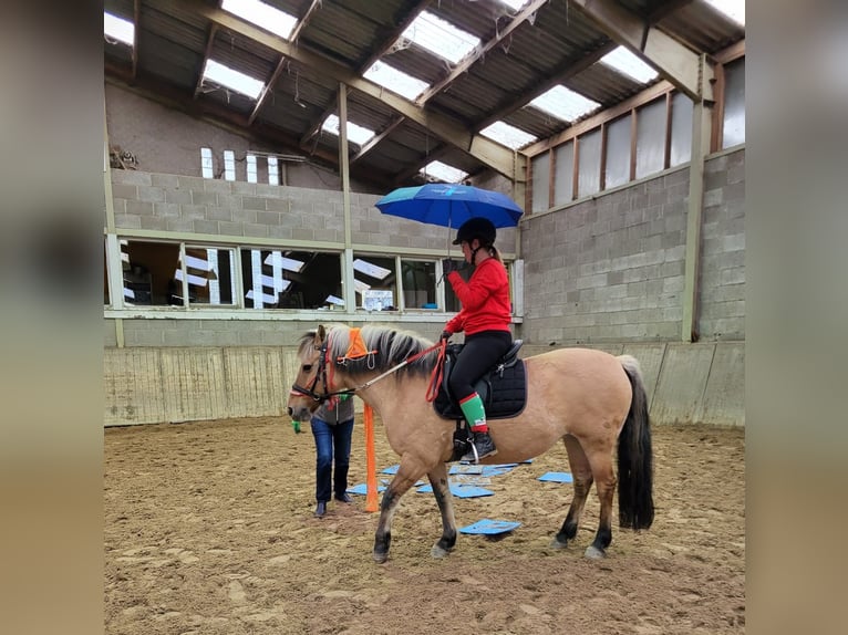 Fjord Horses Mix Mare 14 years 14 hh in Rijswijk