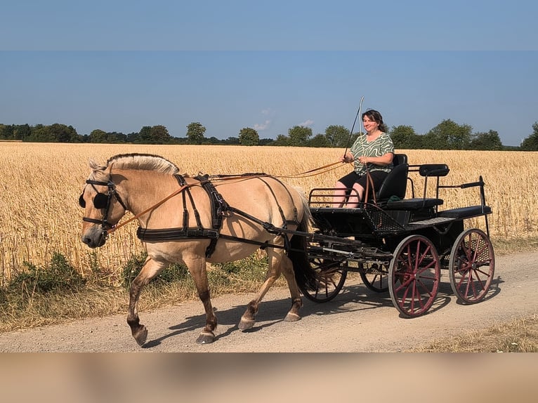 Fjord Horses Mare 15 years 14.1 hh Dun in Mechernich