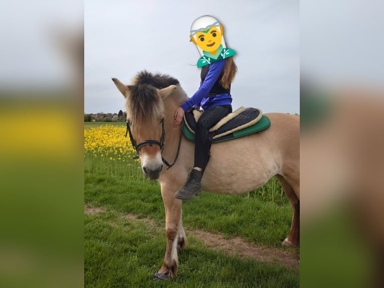 Fjord Horses Mare 15 years 14.1 hh Dun in Duisburg