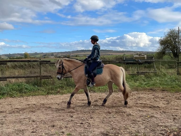 Fjord Horses Mare 15 years 14,2 hh Dun in Quirnheim