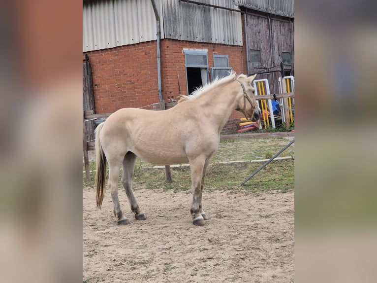 Fjord Horses Mare 15 years 14.2 hh Dun in Vienenburg