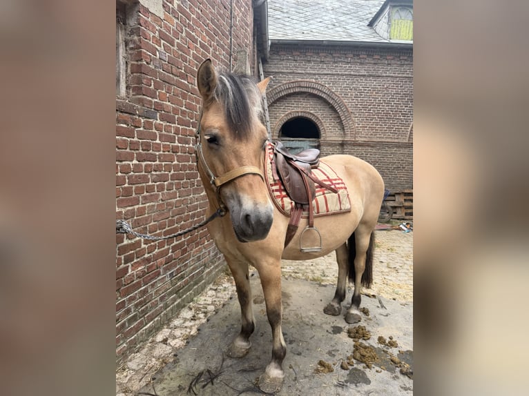 Fjord Horses Mare 15 years 14.3 hh Dun in Oisy le verger