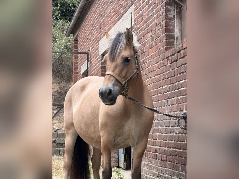 Fjord Horses Mare 15 years 14.3 hh Dun in Oisy le verger