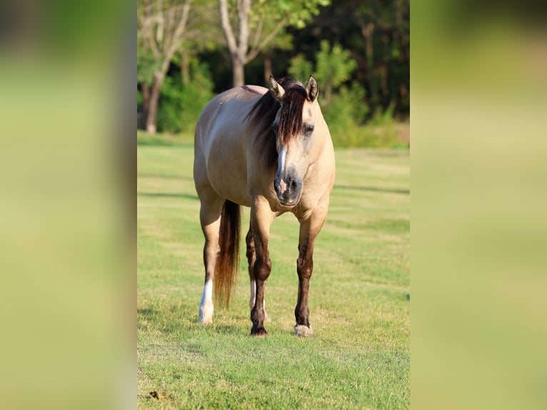 Fjord Horses Mix Mare 15 years 14 hh Dun in Terrell