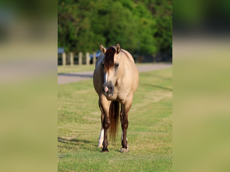 Fjord Horses Mix Mare 15 years 14 hh Dun in Terrell