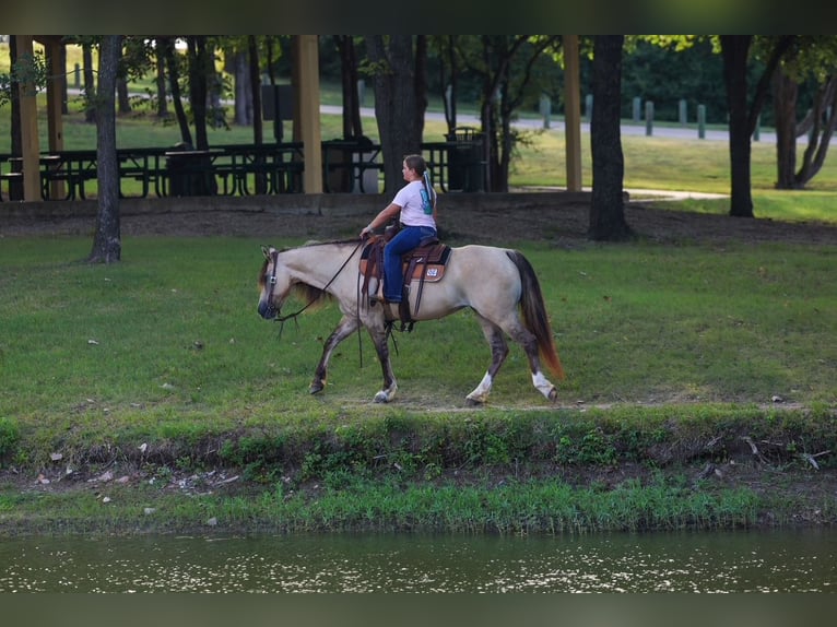 Fjord Horses Mix Mare 15 years 14 hh Dun in Terrell