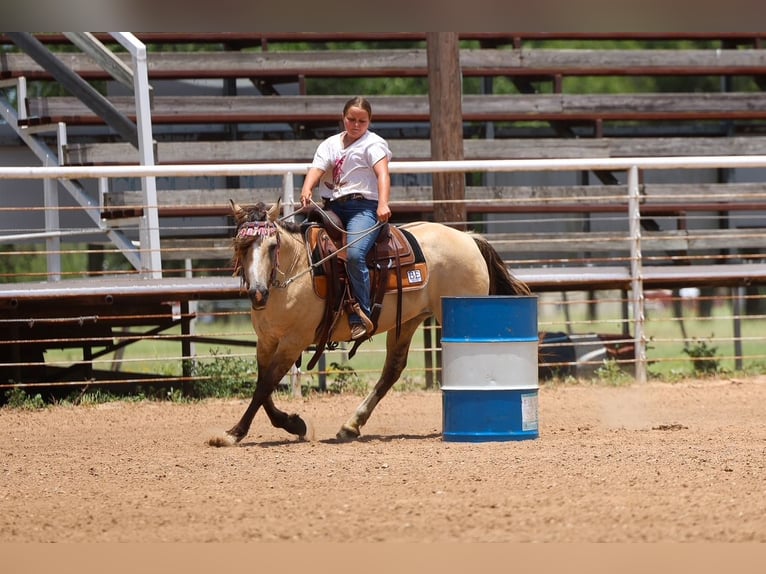 Fjord Horses Mix Mare 15 years 14 hh Dun in Terrell