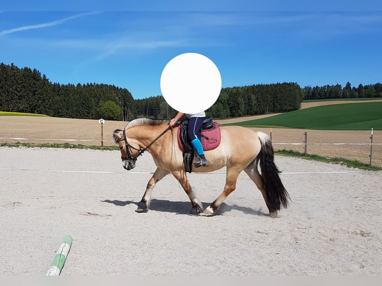 Fjord Horses Mare 16 years 13,3 hh Dun in Neumarkt-Sankt Veit