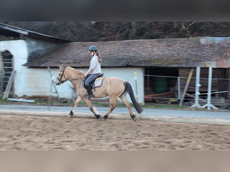 Fjord Horses Mare 16 years 14.1 hh Dun in Morsbach