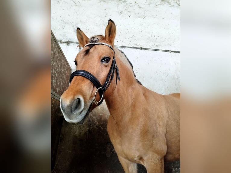 Fjord Horses Mare 16 years 14,1 hh Dun in Zwickau