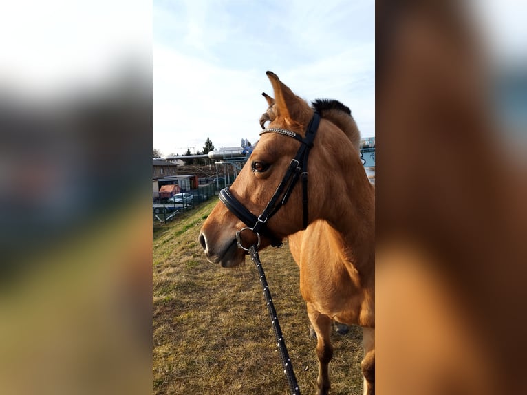 Fjord Horses Mare 16 years 14,1 hh Dun in Zwickau