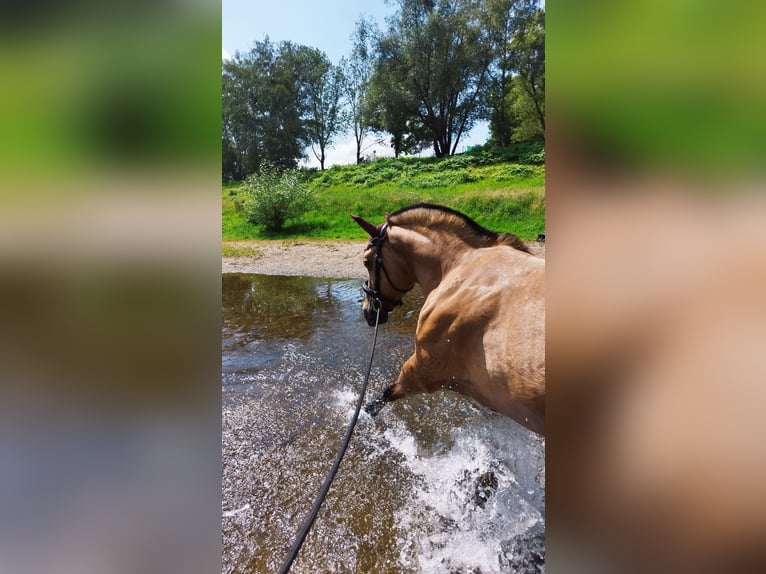 Fjord Horses Mare 16 years 14,1 hh Dun in Zwickau