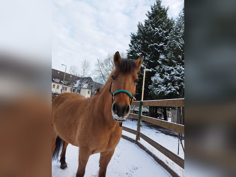 Fjord Horses Mare 16 years 14,1 hh Dun in Zwickau