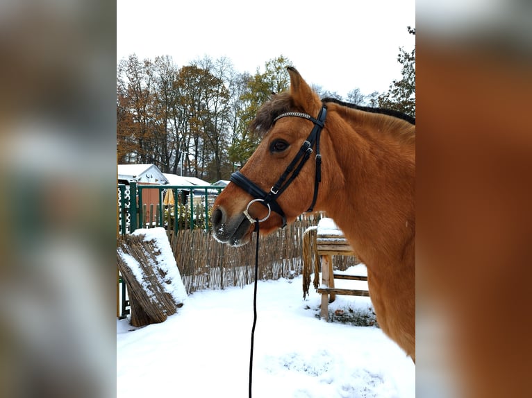 Fjord Horses Mare 16 years 14,1 hh Dun in Zwickau