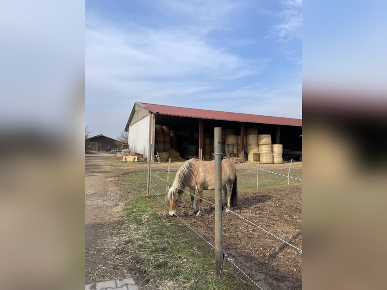 Fjord Horses Mare 16 years 14 hh  in Mudershausen