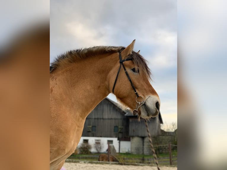 Fjord Horses Mix Mare 16 years 15.1 hh Dun in Neustadt bei Coburg