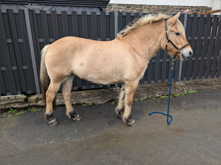 Fjord Horses Mare 17 years 14,3 hh Dun in Morsbach