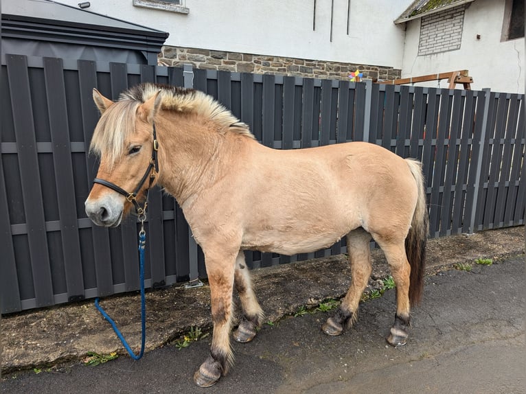 Fjord Horses Mare 17 years 14,3 hh Dun in Morsbach